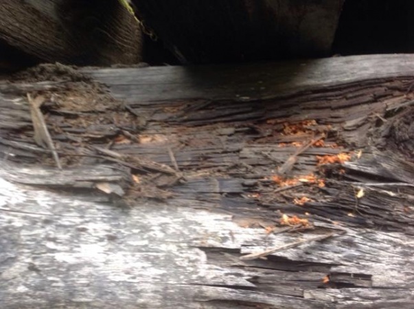 One of the rotting and fungus infected stringers of SQ-3110 in 2015.